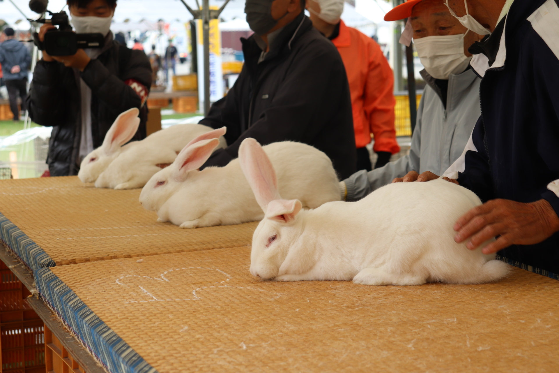 全国ジャンボうさぎフェスティバル: 降魔成道のオフタイム3